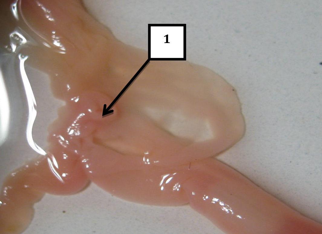  <strong>Рис. 7.</strong> Макроморфология подвздошной кишки у морской свинки: 1 — подвздошно-слепокишечный сфинктер. Макропрепарат