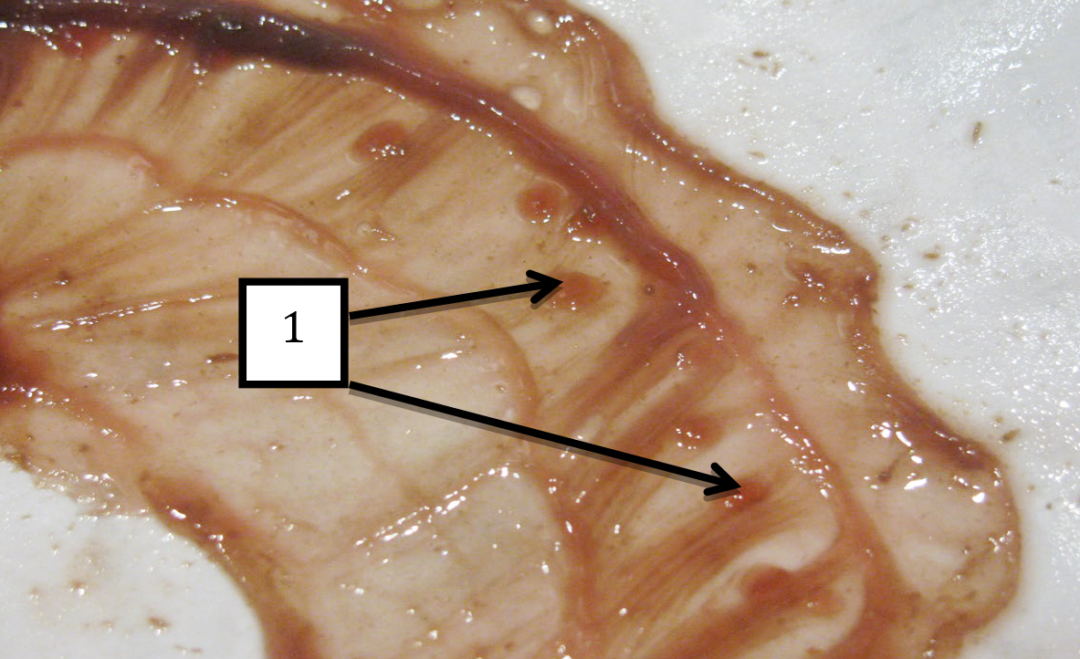  <strong>Рис. 10.</strong> Макроморфология слизистой слепой кишки у морской свинки: 1 — пейеровы бляшки. Макропрепарат