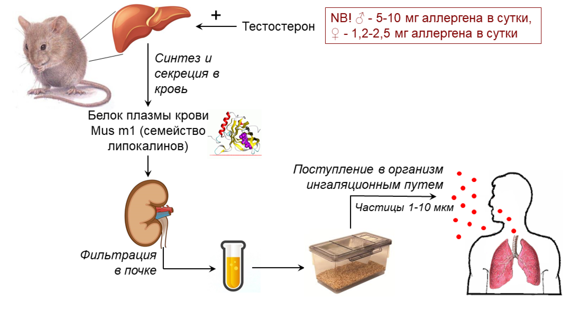  <strong>Рис. 1.</strong> Схема образования и попадания в организм человека аллергенов лабораторных грызунов семейства липокалинов