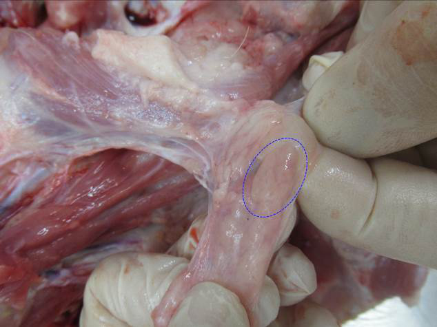  <strong>Рис. 16.</strong> Топографическое расположение паращитовидной железы (на примере левой стороны): орган имеет бобовидное строение и располагается на вершине шейной доли тимуса