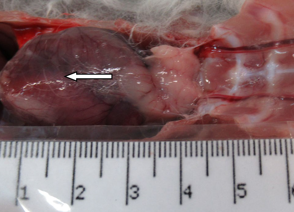  <strong>Рис. 9.</strong> Вскрытая грудная полость: стрелкой указан тимус самца кролика‚ ежедневно получавшего в течение 10 дней циклофосфамид в дозе 40 мг/кг (уменьшенние объема) 
