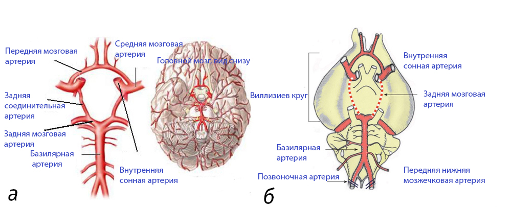  <strong>Рис. 1.</strong> Схематическое изображение артерий головного мозга: <em>а</em> – у человека;<em> б</em> – у песчанки /9/ 