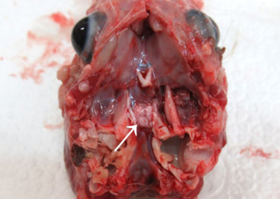  <strong>Рис. 24.</strong> Череп морской свинки после извлечения головного мозга‚ гипофиз указан стрелкой 