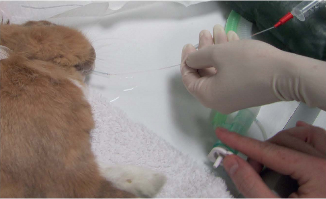 <strong>Рис. 3.</strong> Забор БАЛЖ у кролика с помощью эндоскопа (26)