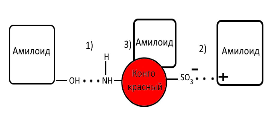  <strong>Рис. 17.</strong> Схема окрашивания амилоида конго красным: 1 – водородные связи; 2 – электростатические; 3 – полярные связи