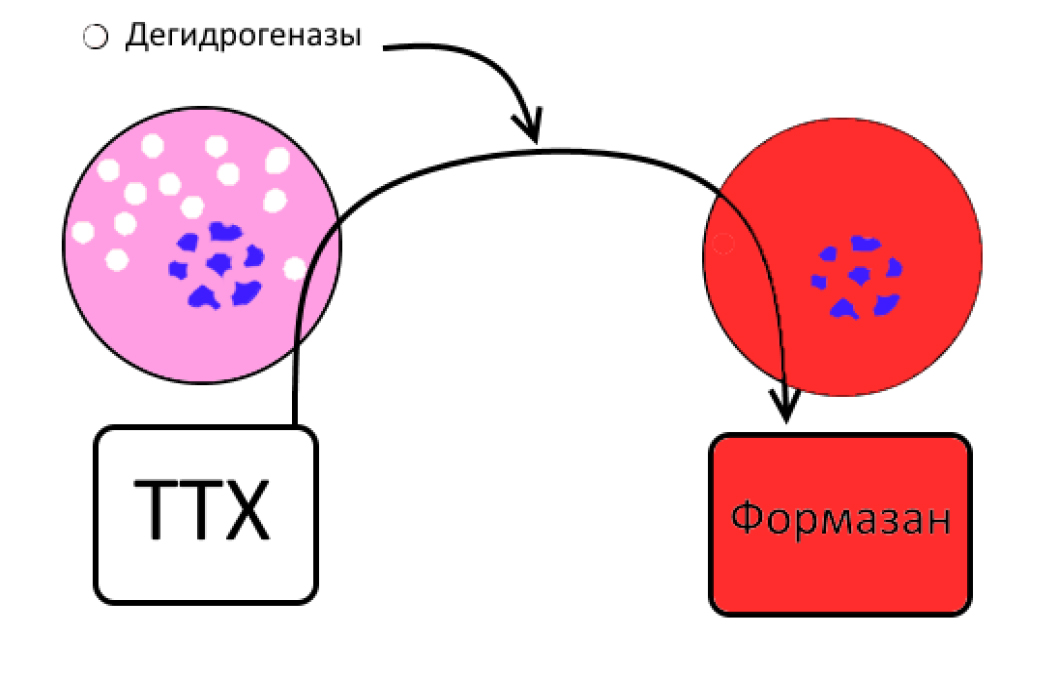  <strong>Рис. 21.</strong> Схема окрашивания ишемизированных клеток ТТХ