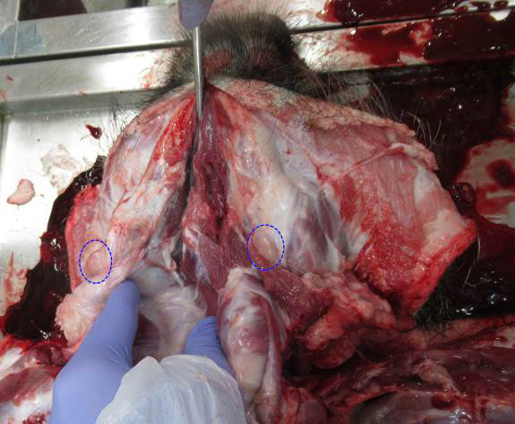  <strong>Рис. 13.</strong> Область шеи, кожа и подкожная жировая клетчатка удалены: подчелюстные лимфатические узлы обведены синим пунктиром