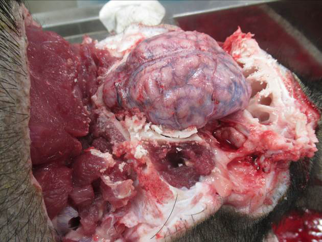  <strong>Рис. 70.</strong> Извлечение головного мозга: вскрытая черепная коробка, головной мозг в  твердой мозговой оболочке