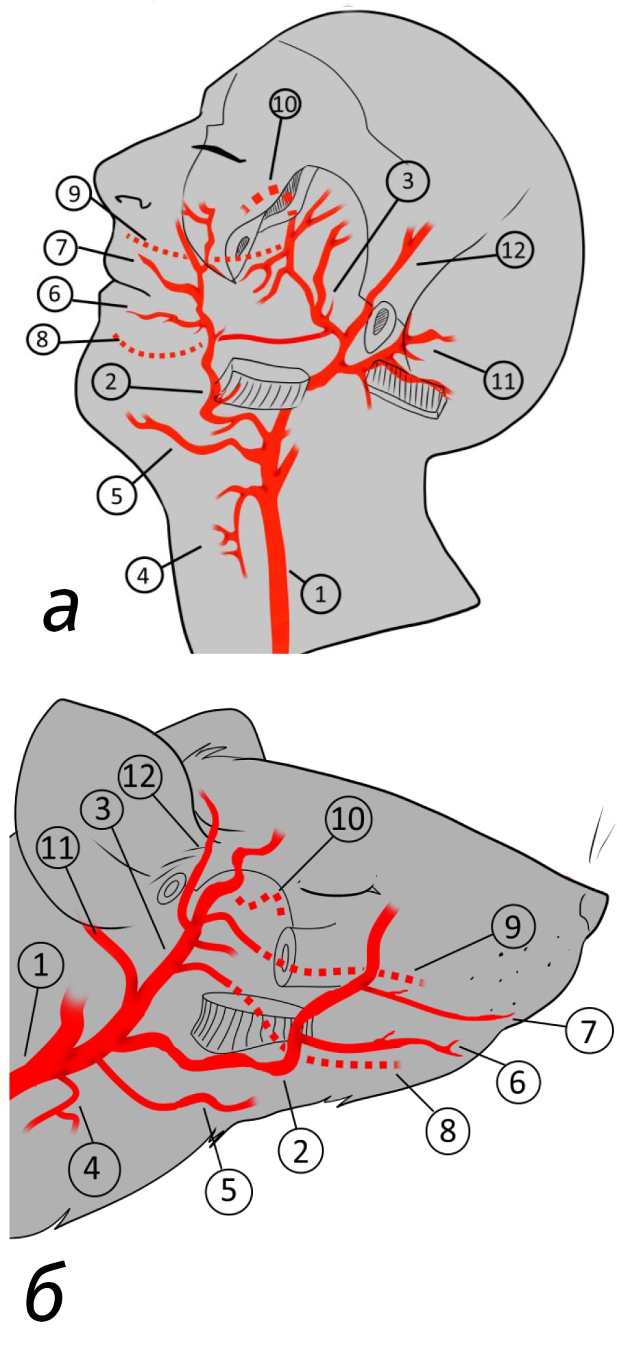  <strong>Рис. 3.</strong> Схема кровоснабжения головы человека и лабораторных животных (на примере крысы): 1– общая сонная артерия; 2 – лицевая артерия; 3 – верхнечелюстная артерия; 4 – щитовидная артерия; 5 – язычная артерия; 6 – нижняя губная артерия; 7 – верхняя губная артерия; 8 – нижняя альвеолярная артерия; 9 – верхняя альвеолярная артерия; 10 – нёбная артерия; 11 – ушная артерия; 12 – поверхностная височная артерия) 