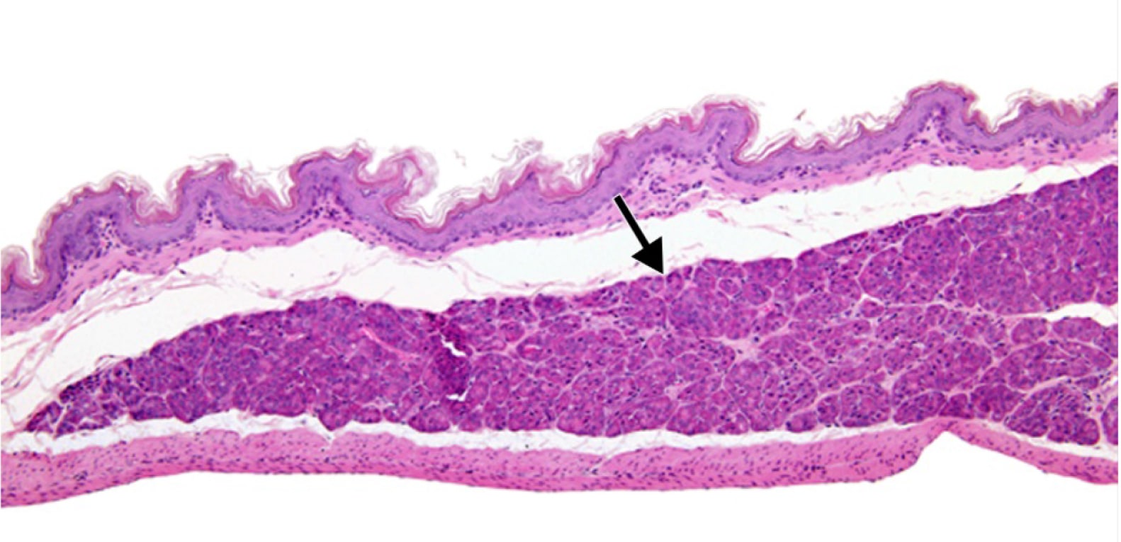  <strong>Рис. 2.</strong> Эктопическая ткань поджелудочной железы в подслизистом слое безжелезистой части желудка у мыши (10)