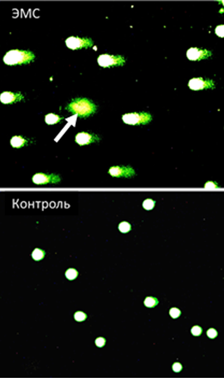  <strong>Рис. 4.</strong> Морфология комет клеток костного мозга крыс после воздействия ЭМС в дозе 200 мг/кг. Стрелкой указана апоптотическая клетка, исключенная из анализа