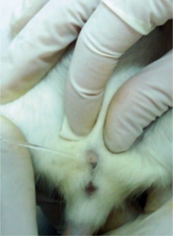 Получение образцов мочи у лабораторных животных (обзор) | Лабораторные  животные для научных исследований