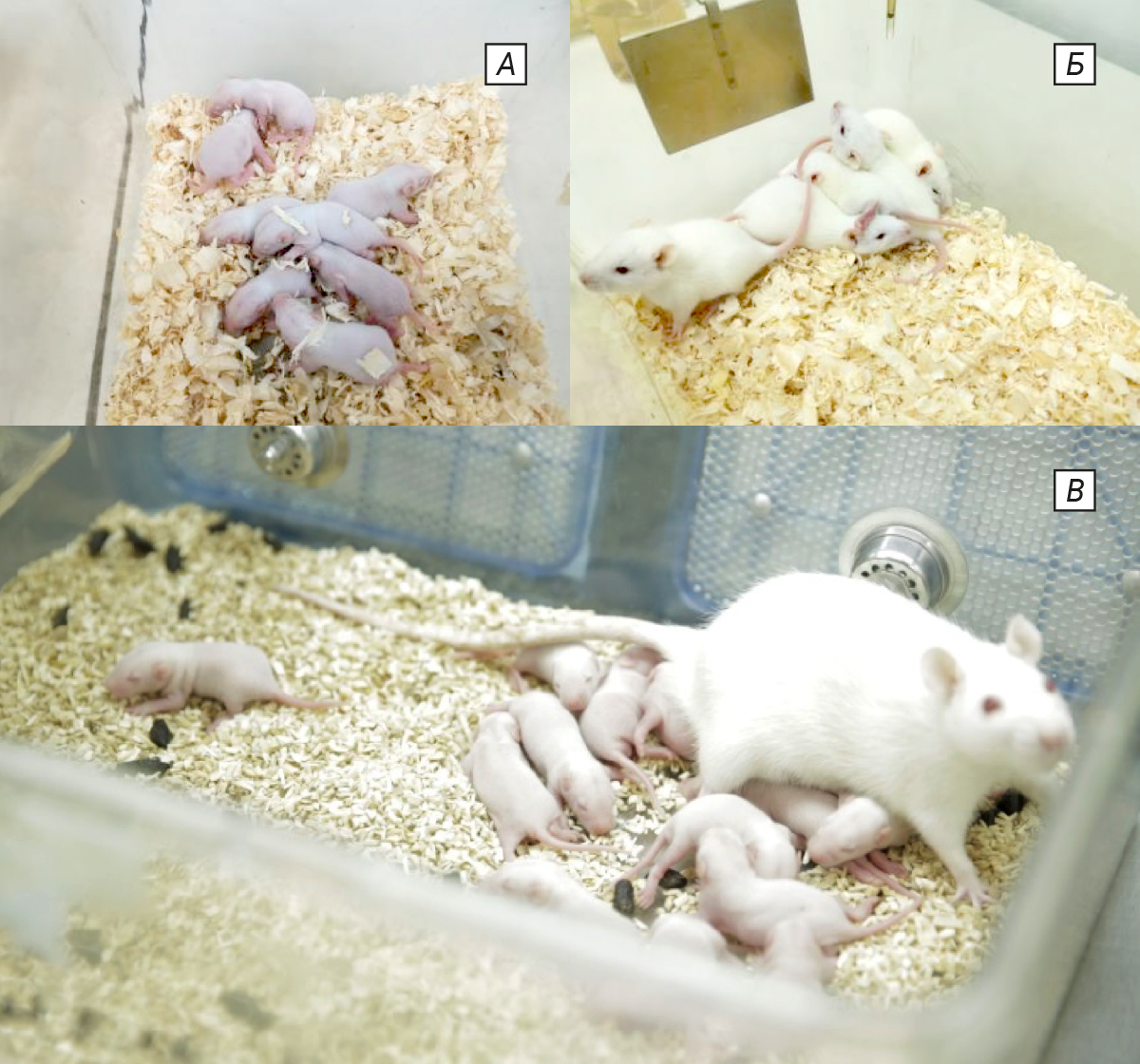  <strong>Рис. 1. </strong>Неполовозрелые животные: <em>а</em> – крысы младенческого возраста; <em>б</em> – крысы детского возраста; <em>в</em> – совместное содержание с матерью