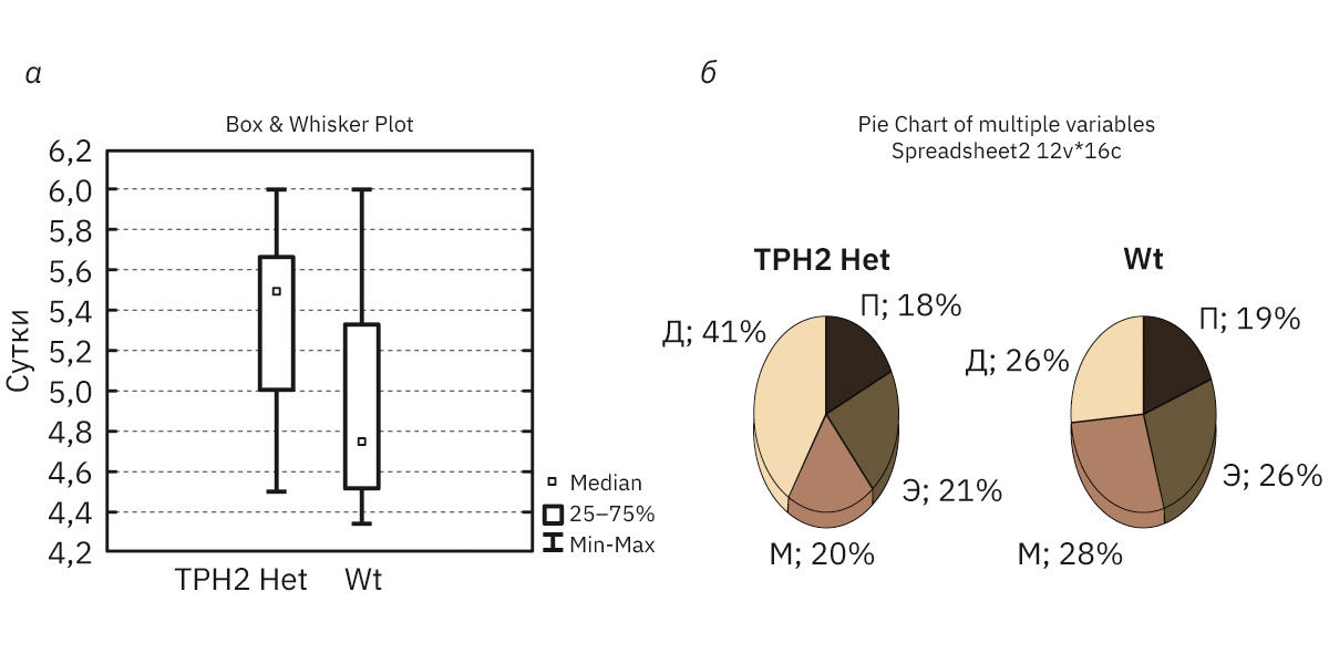  <strong>Рис. 2. </strong>Результаты исследования эстрального цикла мышей: <em>а</em> – длительность эстрального цикла у мышей WT и TPH2 Het:  диаграмма размаха c границами Р25–Р75 и минимальными и максимальными значениями; <em>б</em> – относительная длительность стадий эстрального цикла мышей TPH2 Het и Wt: длительность стадии (%) относительно средних значений продолжительности цикла; П – проэструс, Э – эструс, М – метэструс, Д – диэструс.