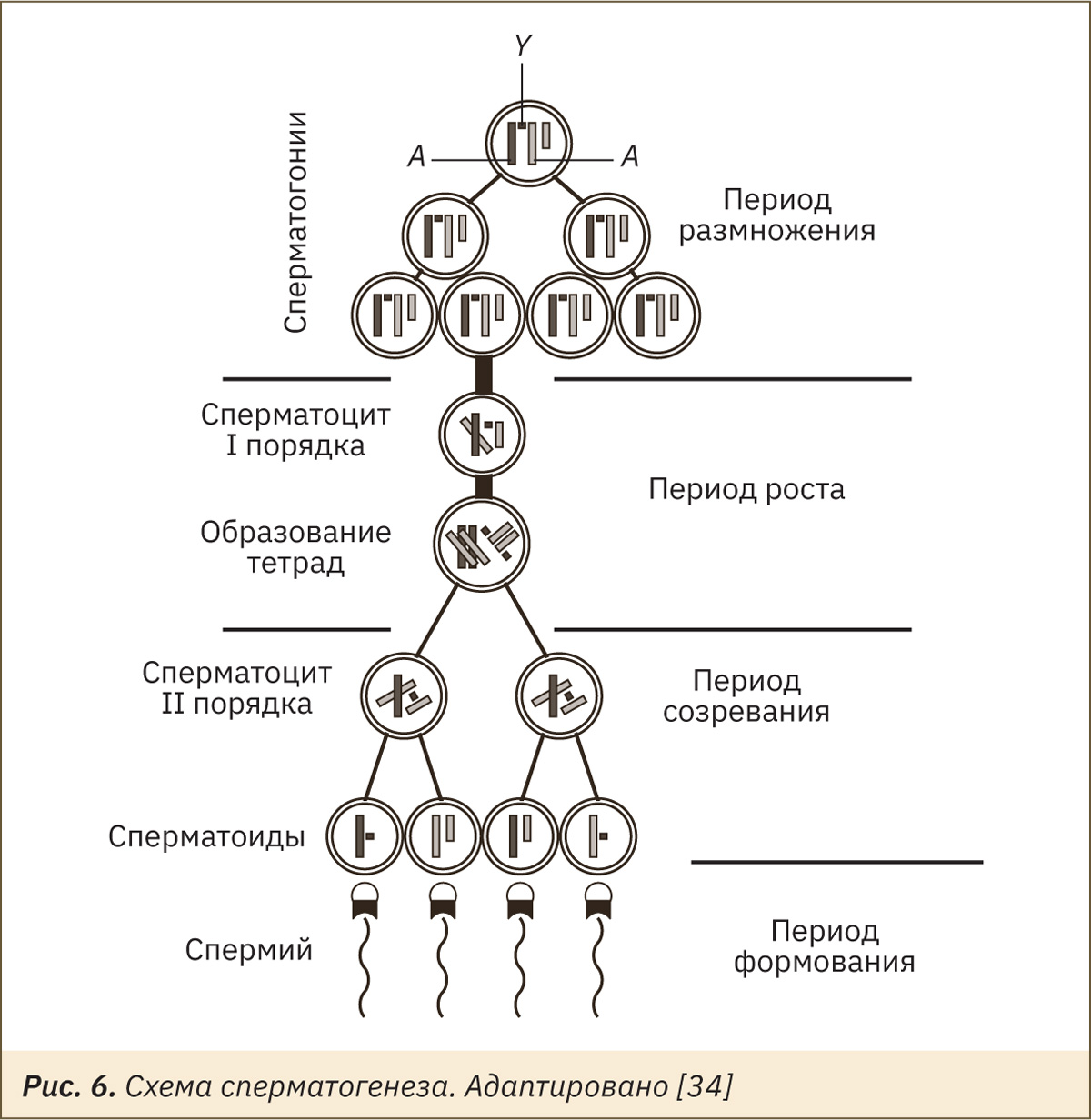 Клетку называют сперматоцитов ii порядка. Сперматогонии. Формирование сперматоцитов. Сперматоцит 1 порядка. Сперматогонии b.